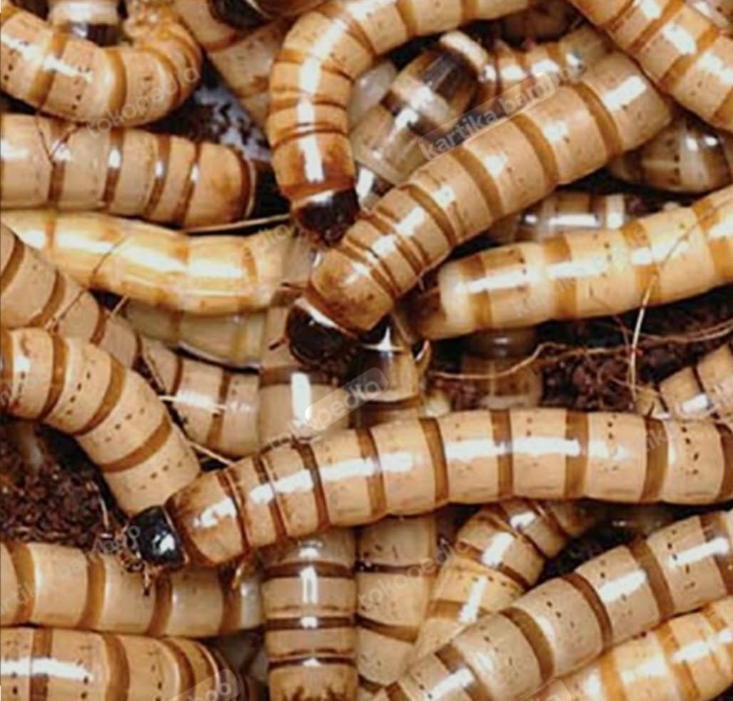 Insect Protein - Mahira Cendekia Indonesia